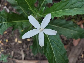 Laurentia longiflora flowers that are in bloom, are used as herbal medicines or natural pesticides.