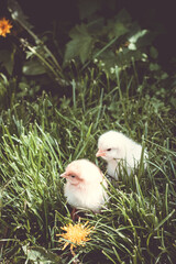 Cute fluffy baby chickens together on green grass outdoors, pockmarked baby chick, little hen,  yellow flower. Domestic bird, poultry feeding. Feed for pets