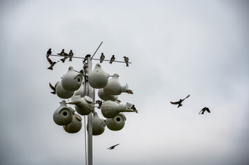 Grouping of purple martin birds perched on a raised nesting house.