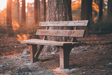 Sitzbank Parkbank im Wald mit romantischen Sonnenuntergang