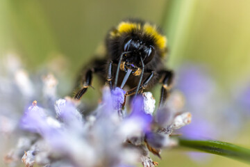 bee on lavender macro