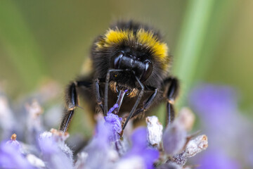bee on lavender macro