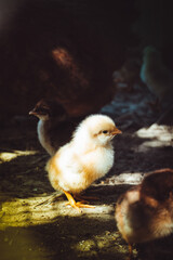 Closeup of a mother chicken with its baby chicks on the farm. Hen with baby chickens. Poultry organic farm