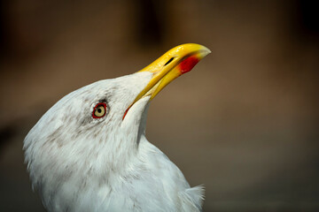 Closeup of a seagull as a portrait with a blurred background