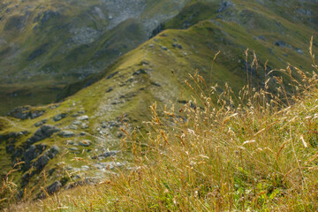 Graswiese in einer alpinen Landschaft in Österreich