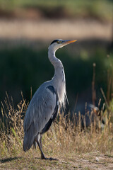 Grey heron looking to the sky