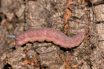 Mimas tiliae - Lime hawk-moth - Sphinx du tilleul, Chenille