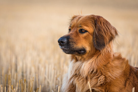 Hovawart Bilder Durchsuchen 2,008 Archivfotos, und