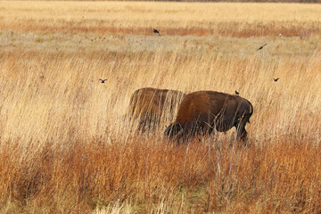 Two American bison in northwest Indiana
