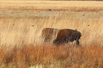 Foto op Plexiglas Two American bison in northwest Indiana © sbgoodwin
