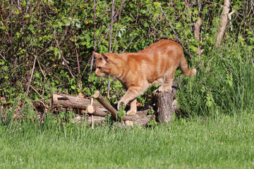 Domestic shorthair classic red tabby cat outdoors