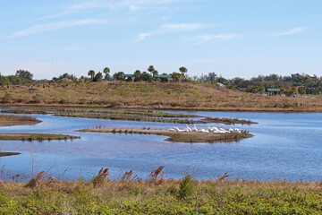 Fototapeta na wymiar Robinson Preserve in Bradenton, Florida