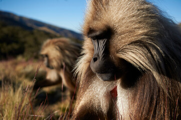 Singe Gélada Ethiopie