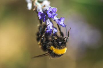 bee on lavender macro