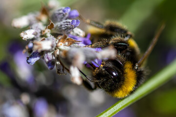 bee on lavender macro