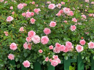 Climbing rose shrub with  beautiful numerous pink flowers in the garden.