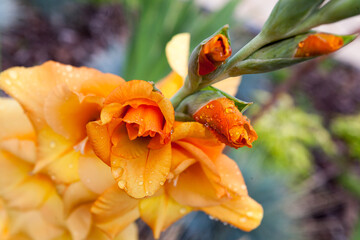 Orange gladiola flower in the summer garden.
