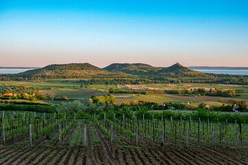 Vineyards and the Badacsony mountain with Lake Balaton at sunset in Hungary - 523216805
