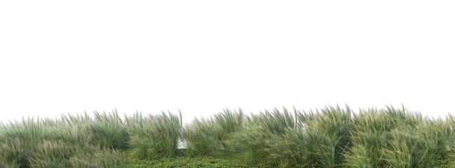 Grass on a transparent background
