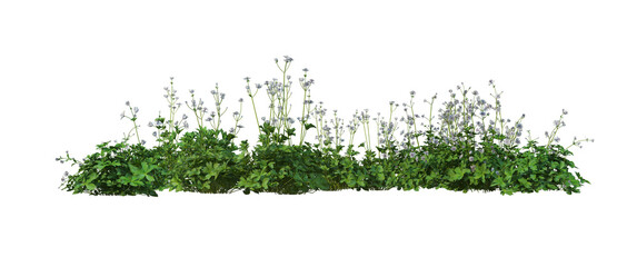 Shrubs and flower on a transparent background
