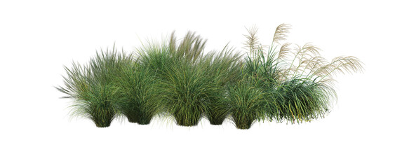 Grass on a transparent background
