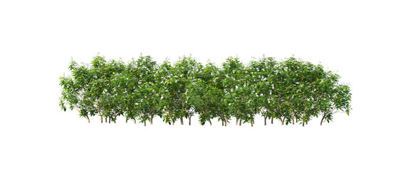 Shrubs and flower on a transparent background
