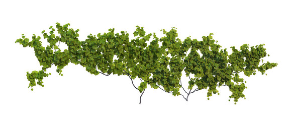 Fototapeta premium Ivy on a transparent background 