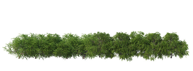 Fototapeta premium Shrubs and flower on a transparent background 
