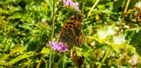 Brauner Schmetterling mit schwarzen Punkten auf lila Blume