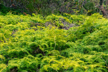 Exploring nature during a beautiful afternoon at Manly Dam 