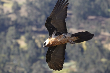 Gypaète Barbu vallée de l'omoplate