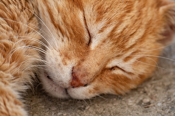 Sleeping cat