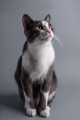 gray-white cat on a gray background