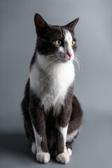 gray-white cat on a gray background