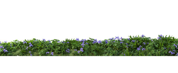 Shrubs and flower on a transparent background
