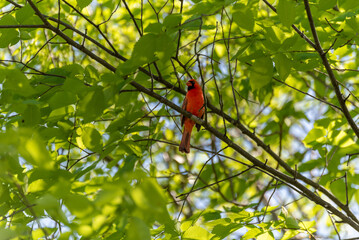 Cardinal On A Tree Branch In Spring