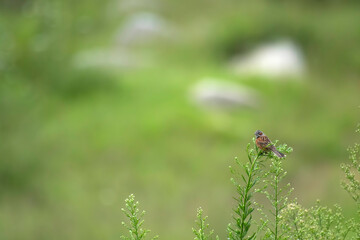 Chestnut-eared bunting in beautiful habitat
