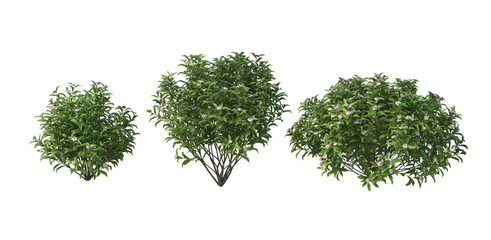 Tree on a transparent background  © jomphon