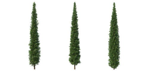 Pine trees on a transparent background
