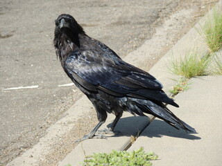 crow on the ground