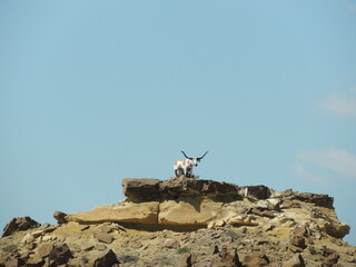 Cow statue and sky