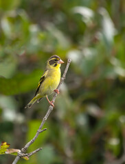 Yellow-breasted greenfinch 