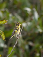 Yellow-breasted greenfinch 