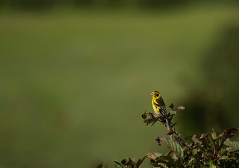 Yellow-breasted greenfinch 