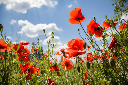 Piękne, kolorowe polne kwiaty, maki i chabry na tle niebieskiego nieba