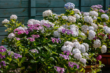 Fototapety na wymiar - Fototapeta24.pl