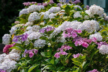 Inflorescences of Large- leaved hydrangea , or large-leaved Hydrangia ( lat. Hydrangea macrophylla )