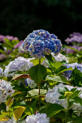 Blue inflorescences of Large- leaved hydrangea , or large-leaved Hydrangia ( lat. Hydrangea macrophylla )