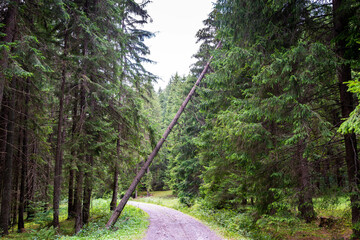 Fallen tree over forest dirt road in the beautiful green pine forest in Romania.