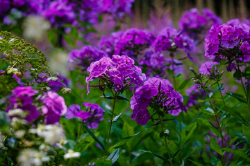  Purple inflorescences of phlox paniculata in the garden